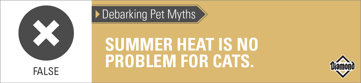 Debarking Pet Myths: Summer heat is no problem for cats