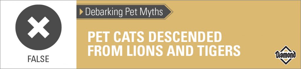 False: Cats Are Not Descended From Lions and Tigers | Diamond Pet Foods